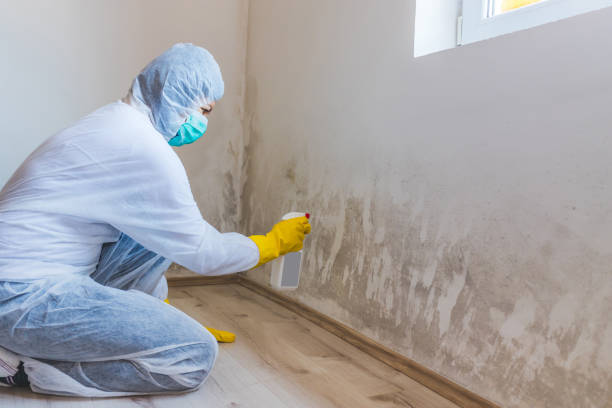 Licensed Black Mold Removal service in Clarksburg, MD - WQB Mold Removal