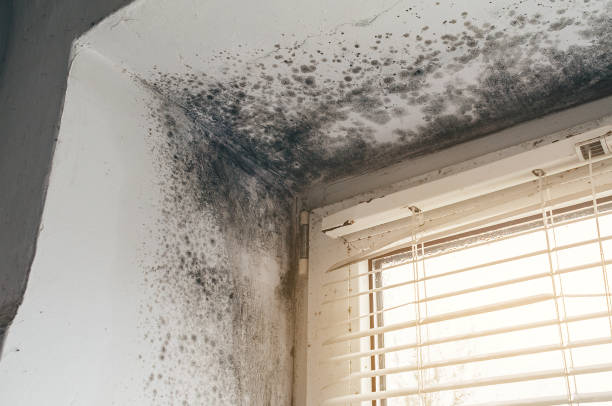 Affordable Black Mold Removal solutions in Clarksburg, MD